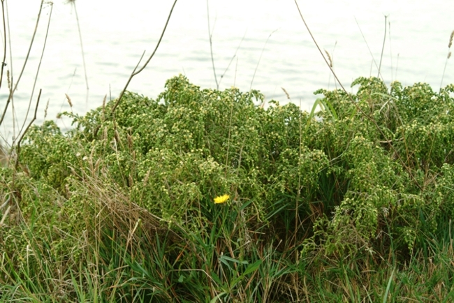 Thymelaea hirsuta / Timelea barbosa
